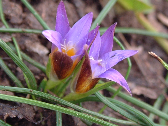 Romulea bulbocodium